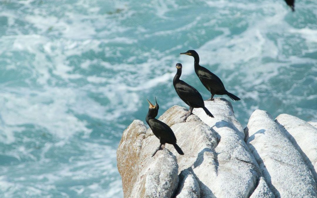 Visitar Islas Cíes: descubre el paraíso y sus aves