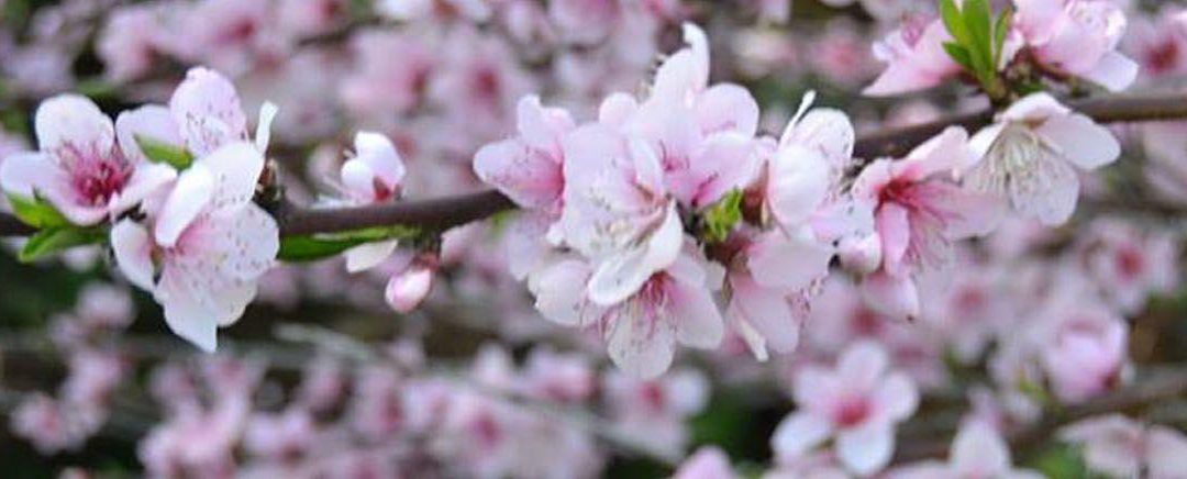 La especial flora de las Islas Cíes y del parque