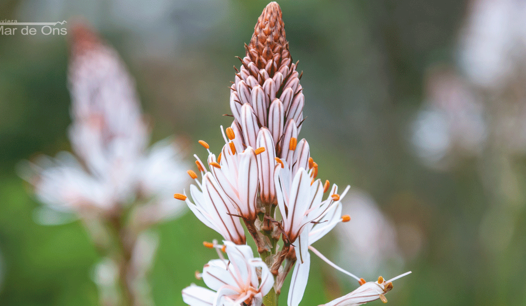 Flora autóctona de las Islas Atlánticas de Galicia