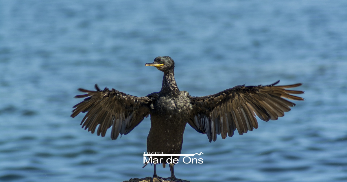 Turismo ornitológico: Cormorán moñudo en las Islas Cíes